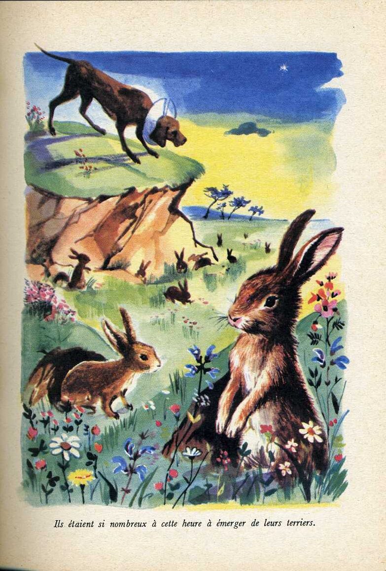 BLYTON Distingue836