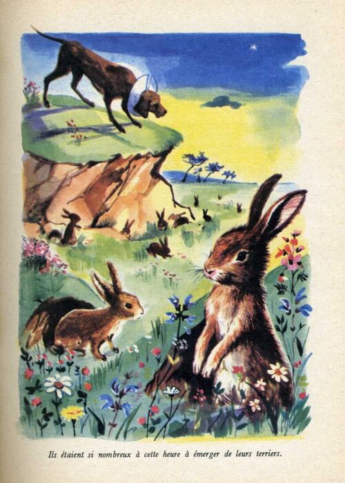 BLYTON Distingue836