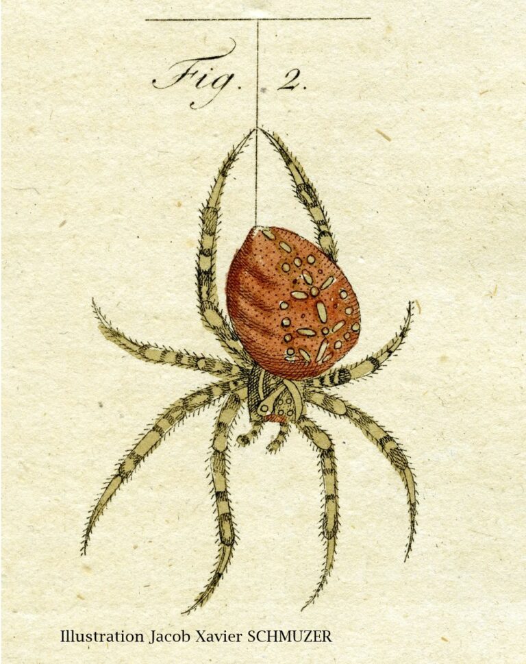 Arachné changée en araignée (Métamorphoses) OVIDE